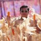 Situasi produksi jagung di beberapa sentra produsen yang saat ini tengah melimpah. (Dok. Tim Komunikasi Bapanas)