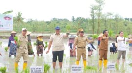 Wakil Menteri Pertanian (Wamentan) RI, Sudaryono melakukan tanam raya padi varietas unggul Gadjah Mada Gogo Rancah (Gamagora) 7 bersama Himpunan Kerukunan Tani Indonesia (HKTI). (Dok. Kementerian Pertanian)

